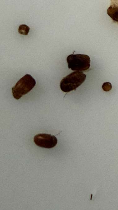 Close-up of several oval, reddish-brown, hump-backed pantry beetles found in the flour — AI Super Simplified